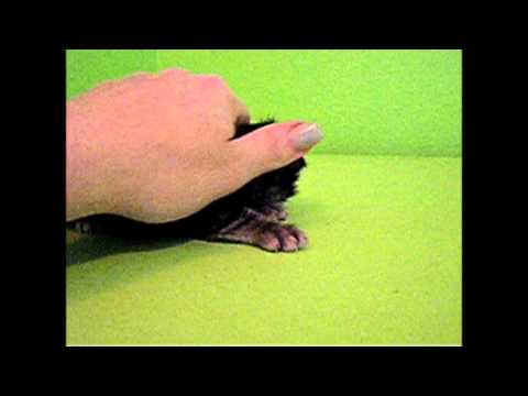 Cosette's First Steps