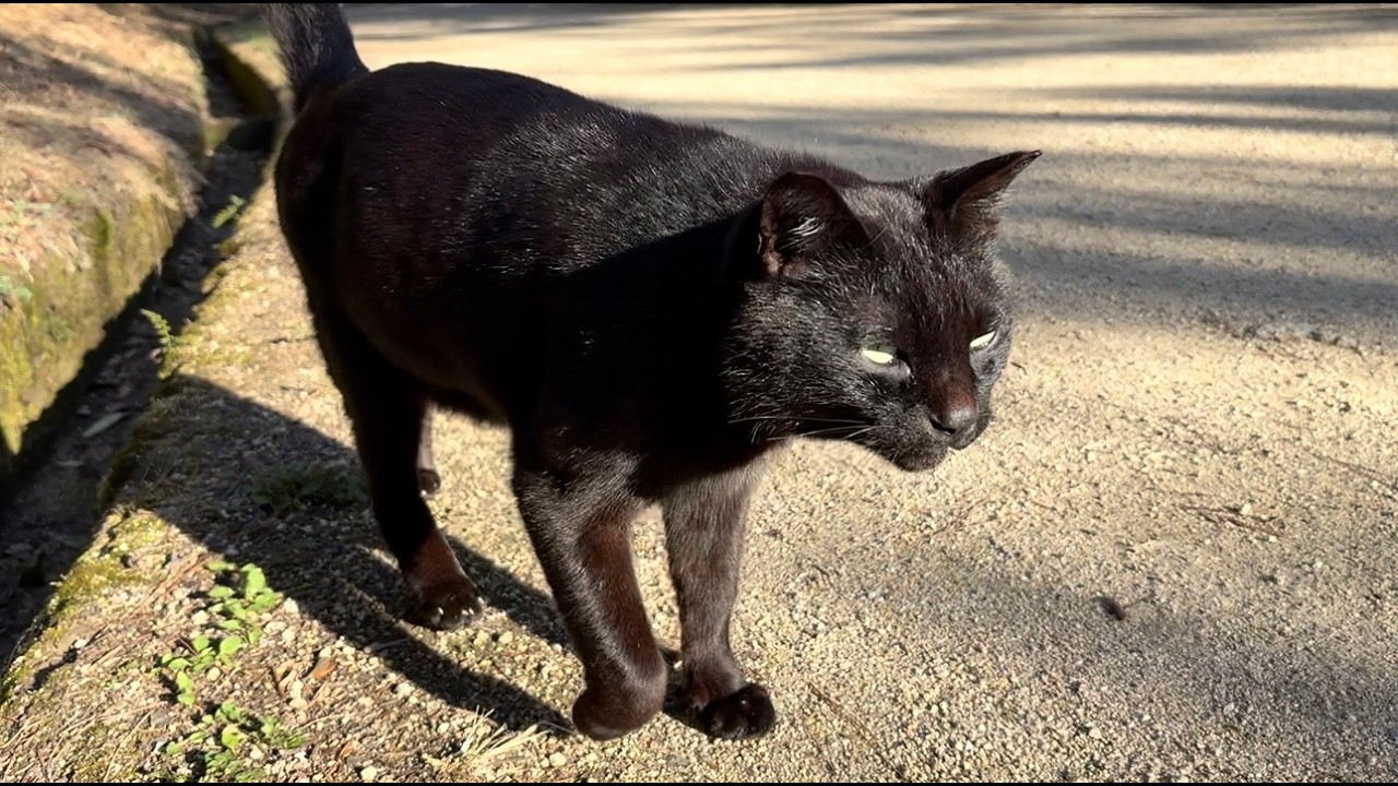 側に来て喉鳴らして喜んでくれる人懐っこくてかわいい黒猫ちゃん