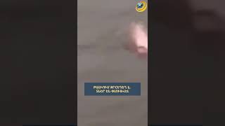 Բալիում ջրհեղեղ է. տներ են փլուզվել #բալի #ջրհեղեղ