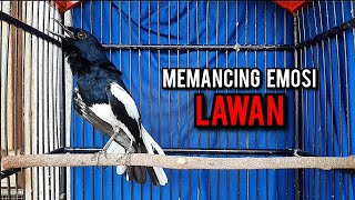 Download lagu kacer gacor NGEPLONG tarung ini paling ampuh buat PANCINGAN KACER agar EMOSI mp3