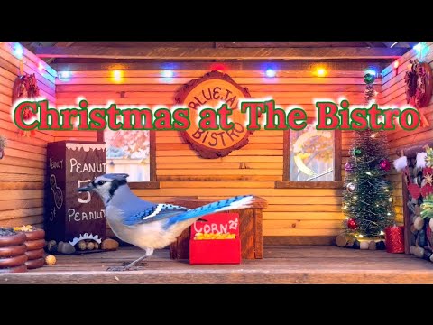 🔴LIVE 4K Christmas Bistro Feeder - BlueJays, Cardinals, Juncos & Sparrows