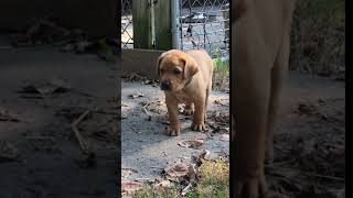 Video preview image #3 Labrador Retriever Puppy For Sale in PARIS, MO, USA