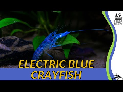 ELECTRIC BLUE CRAYFISH Procambarus alleni - Aquatic Splendor