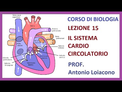 CORSO DI BIOLOGIA - Lezione 15 - Il Sistema Cardio Circolatorio