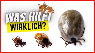 Top 10 Mittel gegen Zecken bei Katzen – Was wirkt wirklich?