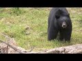 Black Bears Yosemite Nature Notes Episode 26