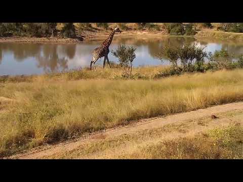 Djuma: Giraffe-Pt:2 - 14:55 - 05/22/20