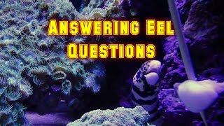 Answering Questions About Eels In A Reef Tank | Subscriber Q@A