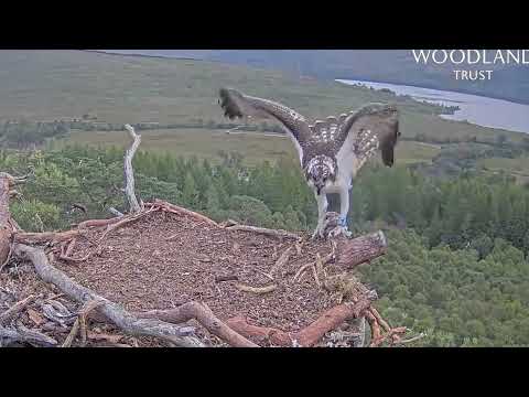 Darach the Loch Arkaig Osprey chick lands on the nest - is his left foot injured? 20 Aug 2025 (zoom)