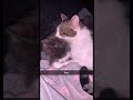 Cats Kissing Each Other At The Same Time