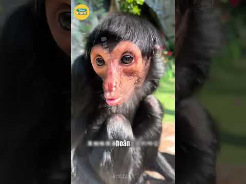 Khám Phá Chiếc Đuôi Vạn Năng Của Loài Khỉ Nhện Đen Nam Mỹ!