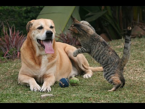 Curtest animals & their funny actions that will make you laugh & let you forget your worries! #25