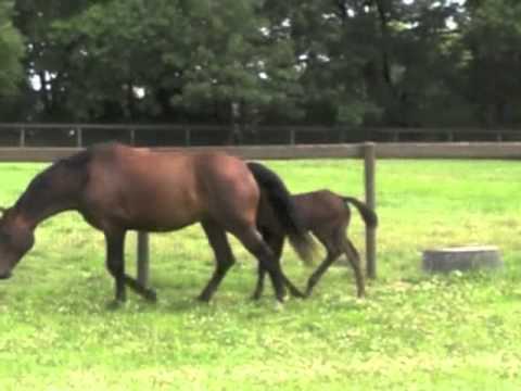 Linceca (Licotus x Regazzoni/Cor Noir)