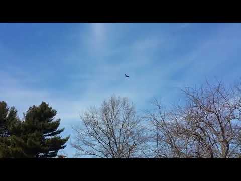 Release of turkey vulture trapped in Waterville