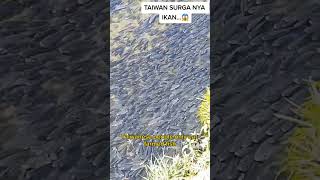 Download lagu Orang Taiwan tidak makan ikan sungai #celana pendek #viral mp3 Download lagu Orang Taiwan tidak makan ikan sungai #celana pendek #viral mp3