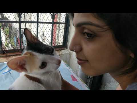 cat stares into the abyss while my best friend showers her with kissies