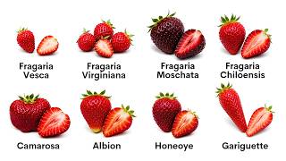 Every Strawberry Explained in 14 Minutes