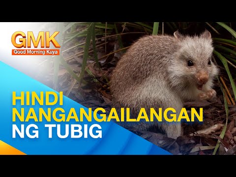 Kangaroo Rats: hayop na hindi kailangan ng tubig upang mabuhay Wonders of Creation