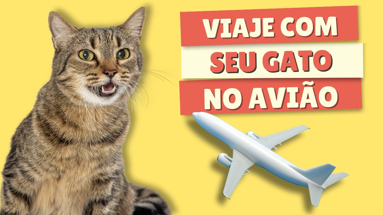 Como levar gato no avião? Guia completo para viajar com gato