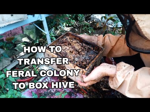 Stingless Beekeeping How It Works: Tips in Transferring Feral Colony to Box