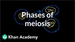 Phases of Meiosis