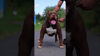 Dangerous Attitude Pitbull Dog Status || Pitbull Dog Attitude Whatsapp Status #shorts
