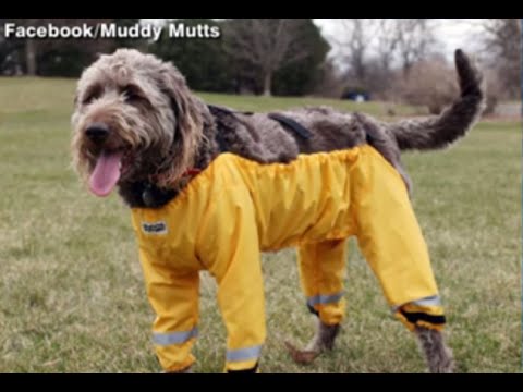 Watch lagu Images Videos Abc News Cat Pajamas, Watch Images Abc News Cat Pajamas free Watch Images, Watch Images Abc News Cat Pajamas