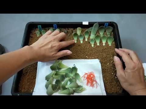 葉孵 葉插 神秘輔助器