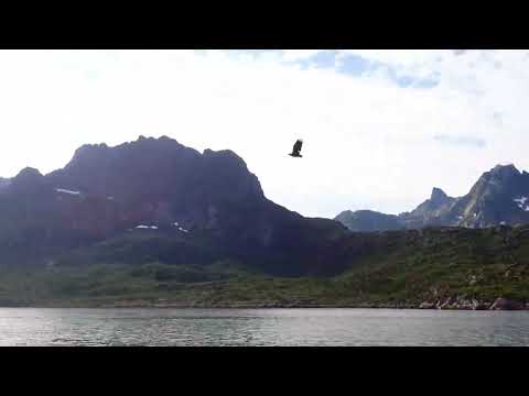 Sea Eagles in Norway