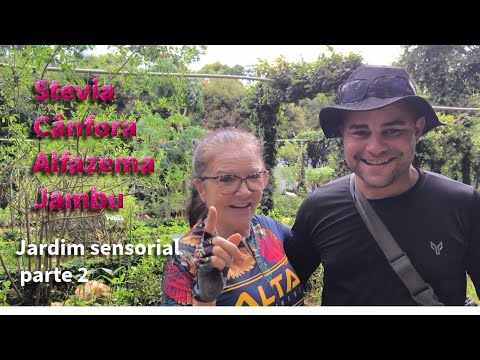 Bora conhecer Stevia, cânfora, alfazema, jambu treme treme. Em Pirenópolis Goiás 