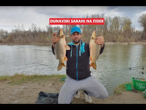 Saran u brzoj vodi - Pecanje na fider / Fishing Carps on River / fast water