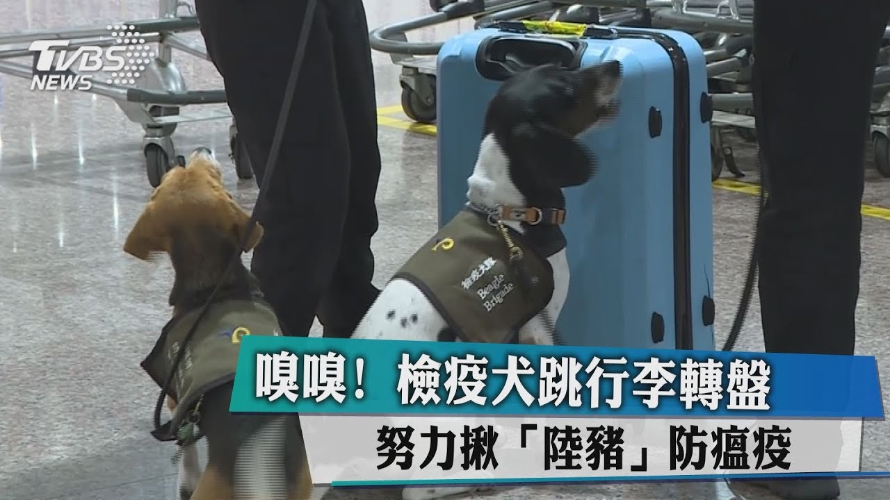 嗅嗅！檢疫犬跳行李轉盤　努力揪「陸豬」防瘟疫