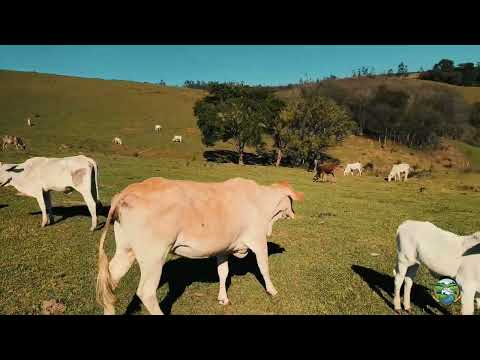 Restauras Farm - Vídeo Institucional |  Japira, Paraná.