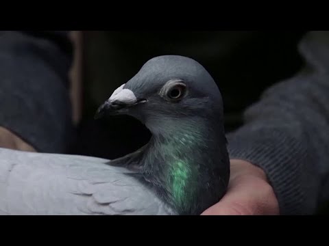 中国のハト愛好家は名声と富を求めて競い合う (China's pigeon fanciers race for fame and fortune)