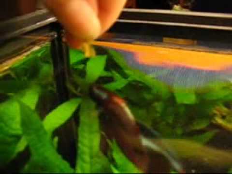 The Betta Fish, "Fish", Jumping for Food