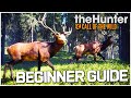 The Hunter Call Of The Wild Tips And Tricks For Beginners