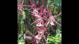 Nicolas Stefan - Ophrys Fuciflora (Herbert Boese Remix)