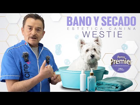 THE BATHROOM I WESTIE