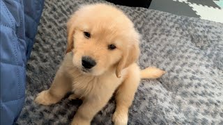 Measures against sweet bites of puppies! Give him a wooden toy