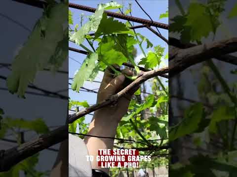 The Secret to Growing Grapes Like a Pro! #grape #fruit #gardening