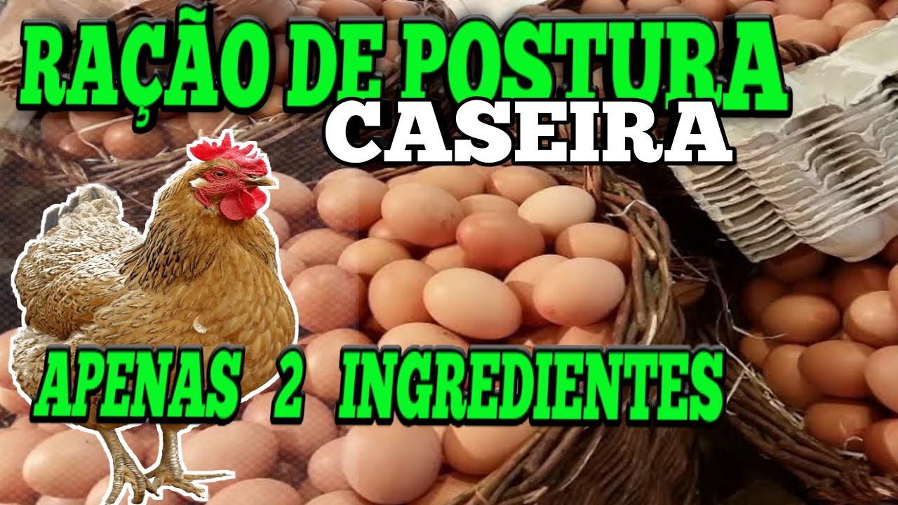 COMO fazer RAÇÃO de POSTURA*BARATA* & CASEIRA||as  GALINHAS bota MUITO OVO com ESSA RAÇÃO