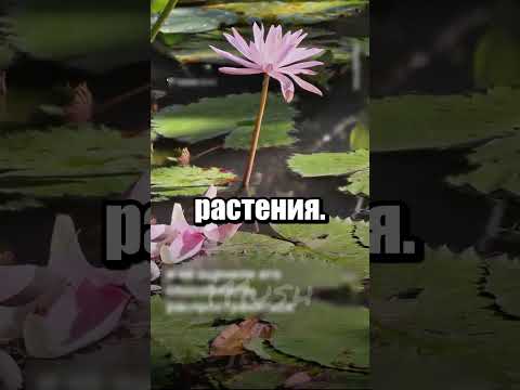Спидран по уничтожению экосистемы за 2 бакса
