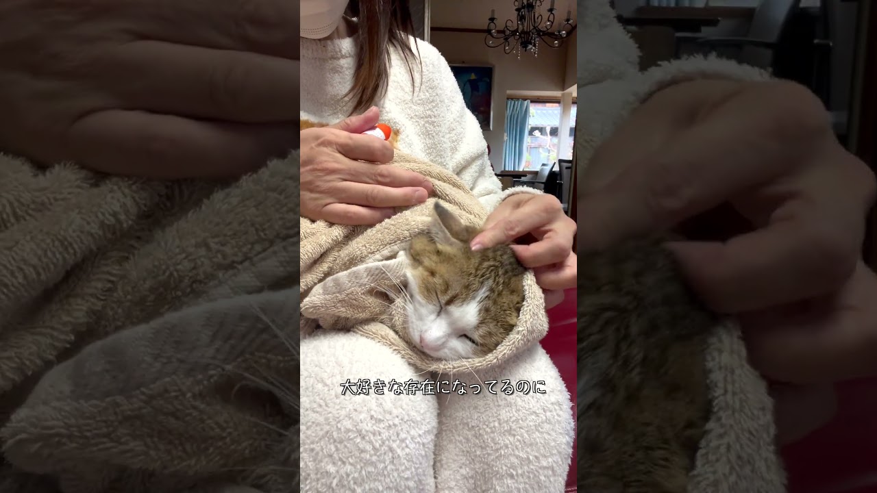 野良猫を家猫にするってほんま簡単じゃない#保護猫ミラ#外猫しまちゃん#元野良猫