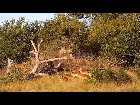 Djuma: Impalas, Waterbuck and Lilacbreasted Roller - 07:32 - 05/12/21