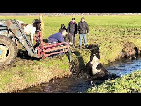 Simonshaven, Lageweg. Paard in de sloot