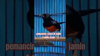 Download lagu PANCINGAN EMOSI MURAI BATU Paling AMPUH mp3