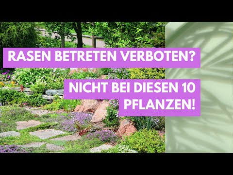 Lawn treading is allowed! 🦶These 10 plants are indestructible