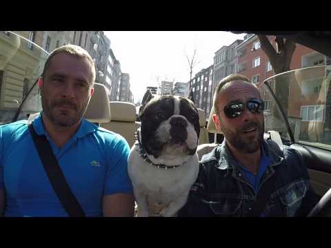 หมาพูดได้