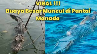 Download lagu A 4-Meter Crocodile Appears on a Crowded Beach in Manado, City Government on Alert! mp3 Download lagu A 4-Meter Crocodile Appears on a Crowded Beach in Manado, City Government on Alert! mp3