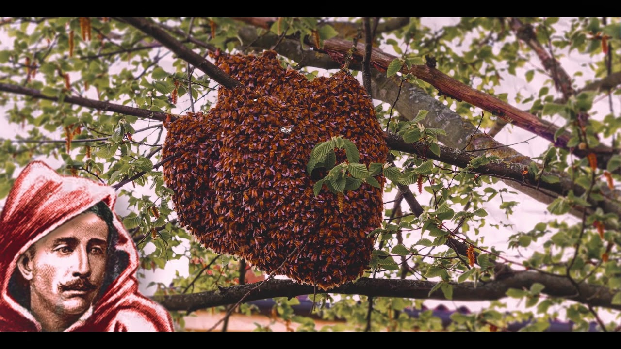 Watch Harap Alb Rezumat Pe Scurt Now Harap-Alb (rezumat animat)